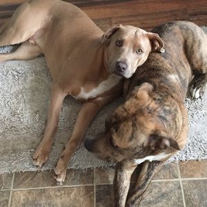 Meet your Posher, Dennis